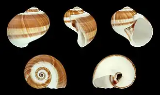 Natica vitellus ( Naticidae )