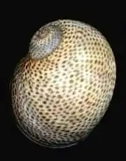 A concha de Naticarius stercusmuscarum (Gmelin, 1791), espécie distribuída pelo mar Mediterrâneo e África Ocidental.