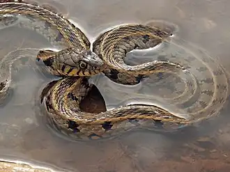 Natrix natrix persa em Éfeso, na Turquia.