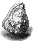 Ilustração da obra Natural History: Mollusca (1854), de P. H. Gosse, p.&nbsp;36 - "Cameo cut in a Cassis" = "Camafeu cortado em um Cassis".