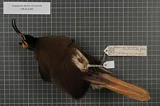 Espécime macho da raça cervinicauda no Naturalis Biodiversity Center.