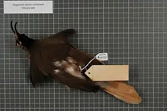 Espécime macho da raça cervinicauda com as penas peitorais superiores parcialmente expandidas.