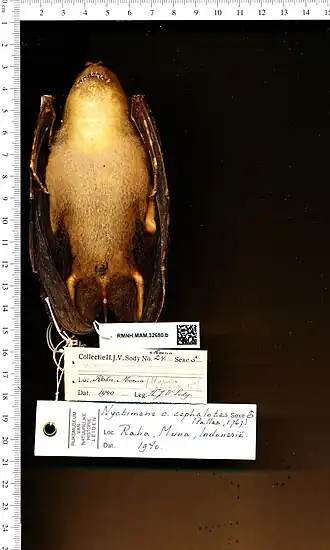 Pele preservada de Nyctimene cephalotes