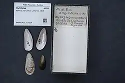 Mytilus planulatus.