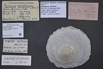 Uma concha de Onustus caribaeus (Petit de la Saussaye, 1857)[1] coletada em Cuba, mar do Caribe, e pertencente à coleção do Museu de História Natural de Leiden.