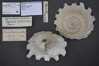 Vista superior e inferior de conchas do molusco Onustus exutus (Reeve, 1842)[1] coletadas no Japão e pertencentes à coleção do Museu de História Natural de Leiden.