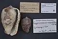 Fotografia de conchas da espécie Cypraecassis coarctata (G. B. Sowerby I, 1825); espécime das ilhas Galápagos, Equador, na coleção do Museu de História Natural de Leiden.