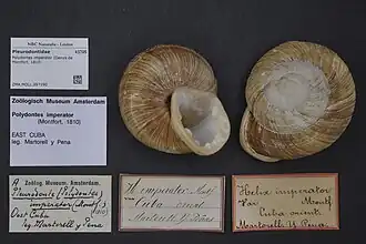 Duas conchas de P. imperator (Montfort, 1810), em um museu.