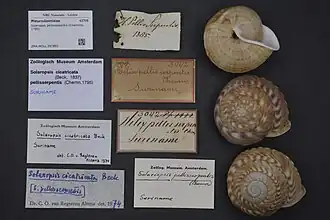 Três conchas de S. undata, aqui denominado S. pellisserpentis, em museu.