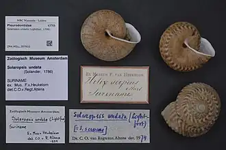 Em um museu, três conchas de Solaropsis undata (Lightfoot, 1786), Pleurodontidae do Suriname.