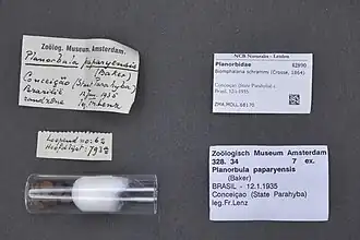 Espécimes coletados no Museu de História Natural de Leida, nos Países Baixos