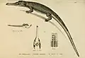 Gavial de "Naturgeschichte und Abbildungen Der Reptilien"
