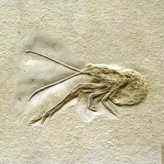 Fóssil de Mecochirus longimanatus.