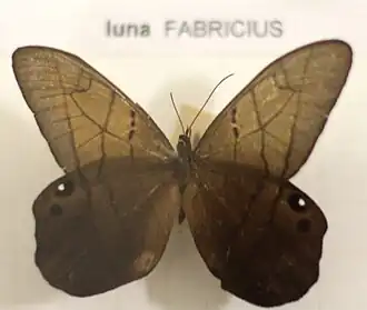 P. luna em museu de Bremen.