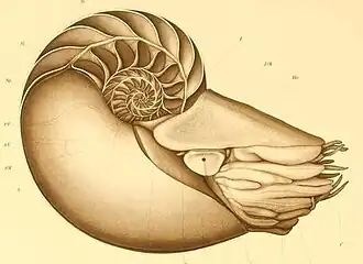 Ilustração esquemática do molusco Nautilus pompilius, em vista lateral, com o animal, mostrando o sifão e suas câmaras internas de flutuabilidade.