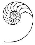 Esquema do interior de uma concha de N. pompilius. Como em todas as espécies de Nautilus ela tem câmaras que servem como tanques de flutuação, permitindo que o animal, que ocupa a última câmara, em sua abertura, mude de profundidade.[6][10] Sua espiral é convoluta (as últimas voltas engolem as voltas anteriores).[9]