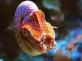 Fotografia de Nautilus pompilius, com o animal, no Aquário da baía de Monterey, Estados Unidos. Esta espécie é frequentemente mantida em aquários públicos e foi criada com sucesso em cativeiro.[1]