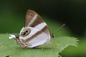 Fotografia da borboleta A. neavei, cujo tipo nomenclatural fora coletado em Entebbe (Uganda), na região afro-tropical.[1]