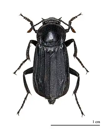 Necrodes littoralis