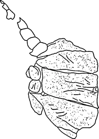 Ilustração do In.43786, o espécime holótipo (e único conhecido) de Necrogammarus.