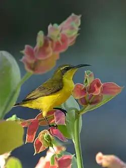 Fêmea de C. j. plateni Manado