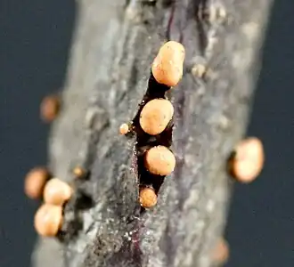 Peritécios de Nectria sp.