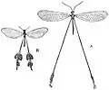 Ilustração de dois gêneros de Nemopteridae: A - Halter; B - Chasmatoptera.