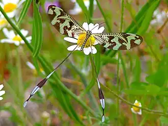 Neuroptera Nemopteridae da espécie Nemoptera bipennis, encontrada na Península Ibérica da Europa.[2][3]