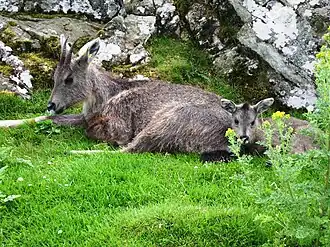 Goral-chinês com filhote, Highland Wildlife Park, na Escócia