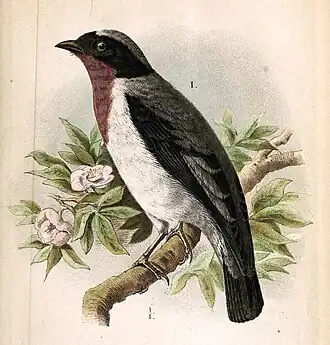 Ilustração de 1872 no vigésimo volume do Journal für Ornithologie