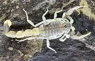 Espécime de Neobuthus factorio