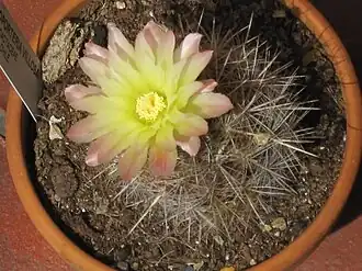 Neoporteria(eriosyce) villosa