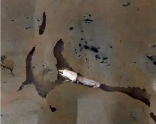 Um indivíduo em sua toca