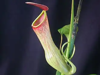 Nepenthes khasiana. Planta cultivada.