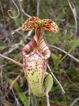 Lançador superior de uma N. rafflesiana. Parque nacional de Bako, Bornéu.
