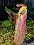 Nepenthes truncata