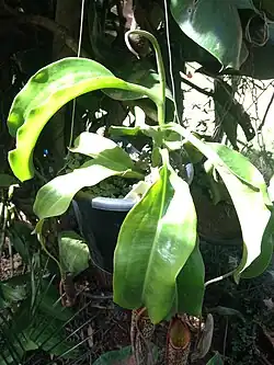 Nephenthes maxima ao sol