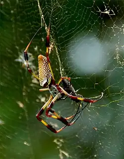 Nephila clavipes.