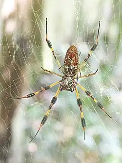 Nephila clavipes.