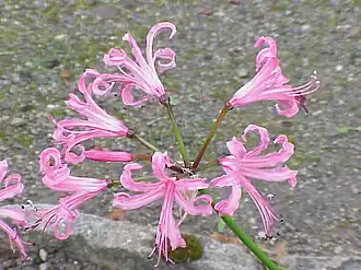 Nerine bowdenii