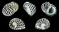 Cinco vistas da concha de Nerita tessellata Gmelin, 1791,[1] da zona entremarés da Flórida à região nordeste do Brasil;[4] espécime de Guadalupe.