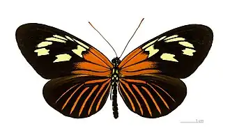 Uma borboleta Neruda aoede, vista superior.