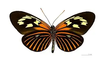 Escamas androconiais na face ventral do Heliconiini Neruda aoede, assumindo uma área amarelada em cada asa posterior.