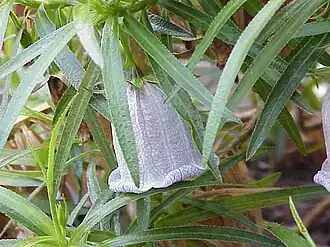 Nesocodon mauritianus