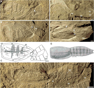 Reconstrução artística de um exemplar vivo