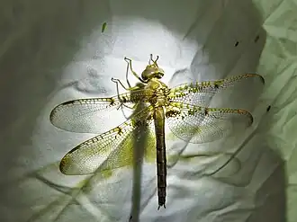 Neurocordulia xanthosoma