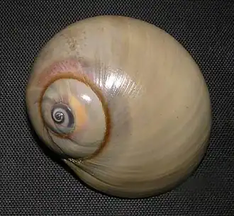 Neverita delessertiana (Récluz, 1843), uma das espécies atlânticas de Naticidae, encontrada nas costas da Flórida, EUA, ao restante do golfo do México. Pertence à subfamília Polinicinae.[1]