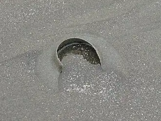 Colar de ovos de N. didyma (Röding, 1798).[1]