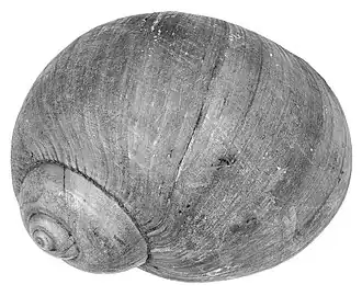 Vista superior da concha de um espécime de N. lewisii (Gould, 1847).[1] Cortesia de imagemː Smithsonian Institution.