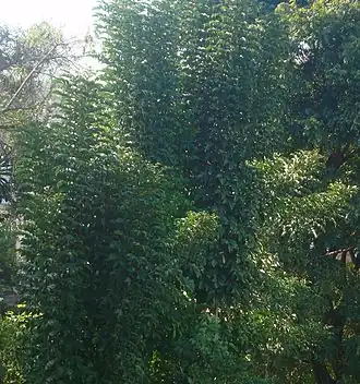 Folha de acocô. Newbouldia laevis Seem. Bignoniaceae